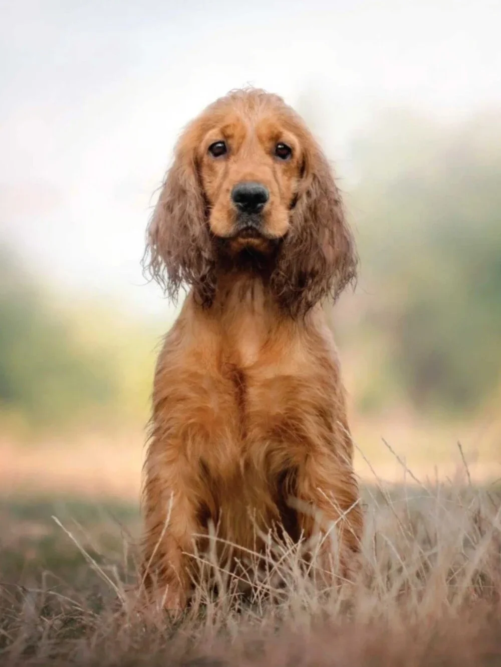 Spaniel Retriever 1